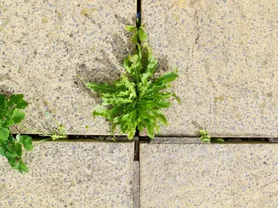I Tested Two Natural Weed Killers on My Patio: Vinegar Spray Beats Boiling Water