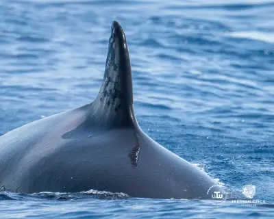 Iberian orca with suspected gunshot wounds prompts Spanish investigation
