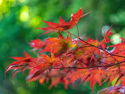 Keep Japanese maples healthy with one simple soil tip