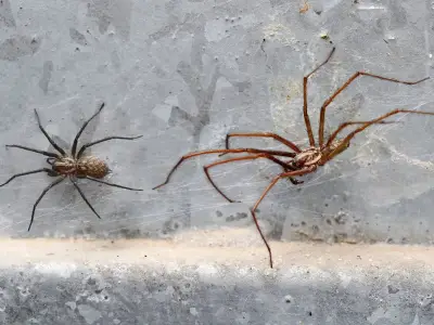 Keep spiders and flies out with one spice on windowsills