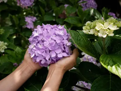 Lavender and hydrangeas will bloom 'strong' next year after easy August gardening task