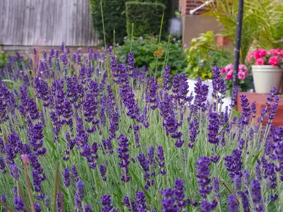 Lavender thrives longer by avoiding 'biggest mistake'