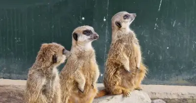 Leicestershire meerkats die after tunnel collapse at Tropical Birdland