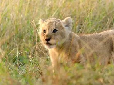 Lion King director Jon Favreau inspired BBC man's new lion documentary