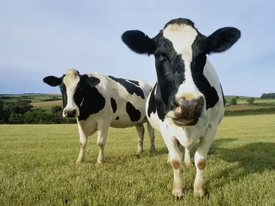 Mad Cow Disease Case Confirmed in Dumfries and Galloway