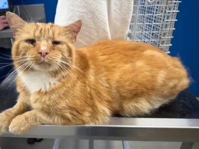Missing cat found 86 miles from home after year-long search