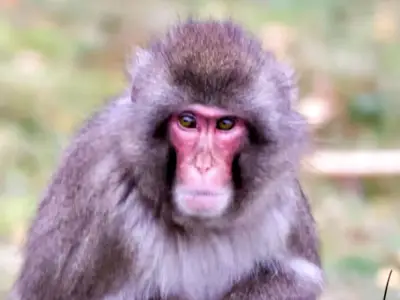 Monkey escapes UK wildlife park as public warned 'do not approach'