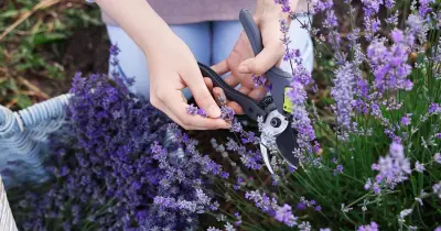 Monty Don: Prune lavender at end of summer to avoid woody, leggy plants