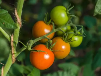 Monty Don's easy task to make tomatoes fully ripen this month