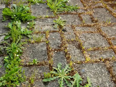 Natural Hack Kills Patio Weeds in 3 Days with Boiling Water