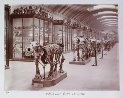 Natural History Museum to reopen hidden gallery after 80 years