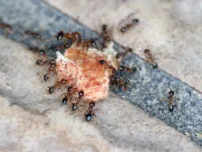 Natural Vinegar Spray Banishes Ants in 30 Minutes