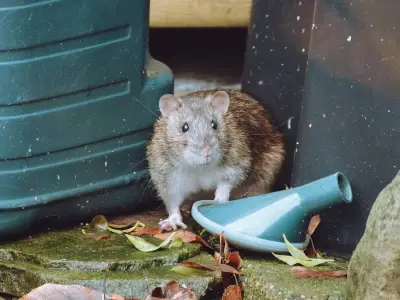 Neighbour's chicken coop attracts rats: legal rights explained