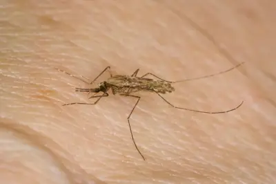 New antimalarial compound hailed as 'exciting step forward'