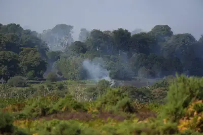 New Forest heathland fire 'devastating' for rare species