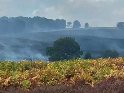 New Forest wildfire damage will take decades to recover, Forestry England warns