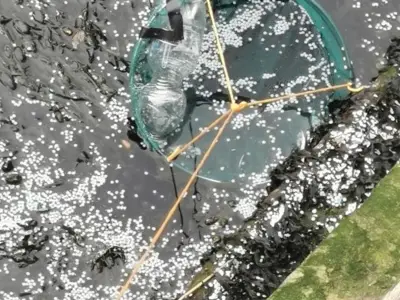 Nurdle spill impact may take years to understand