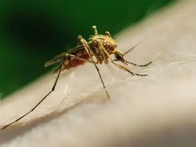 NYC West Nile mosquito numbers nearly double, officials warn