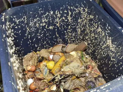 One natural item keeps flies and maggots out of bins