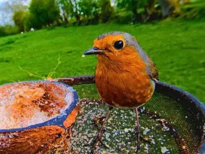One simple task before August ends to attract robins daily