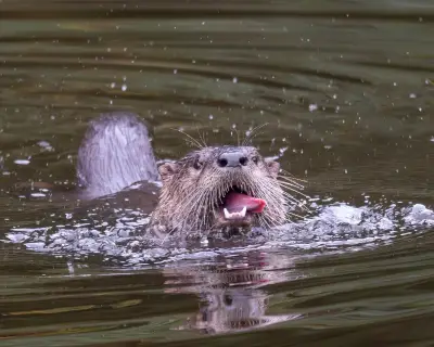 Otters Return to Bronx River but Killing Still Legal in NY