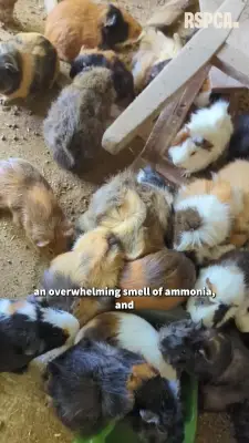 Over 100 guinea pigs and cats found in filthy Newport house