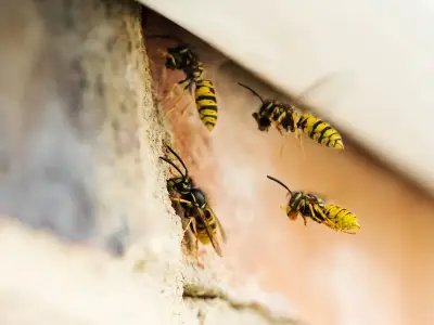 Peppermint oil spray keeps wasps away from garden furniture for two weeks