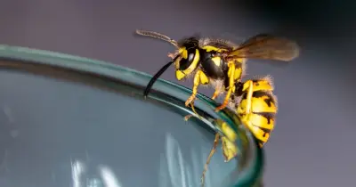 Peppermint oil trick keeps wasps away for two weeks