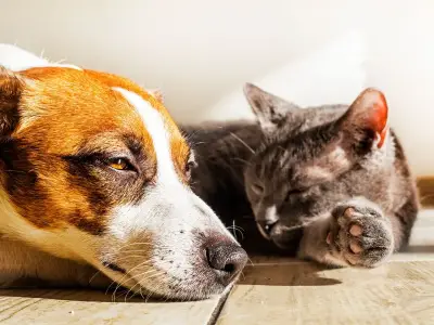 Pet owners urged to apply sun cream during heatwave