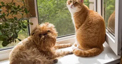 Pet owners urged to apply sun cream in 30-second task