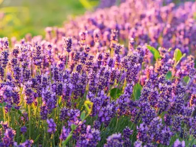 Prune lavender by end of summer to triple next year's blooms