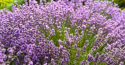 Prune lavender now to triple next year's blooms, experts say