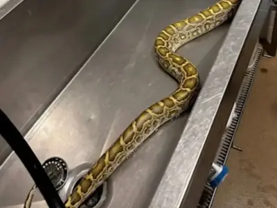 Python with swollen belly found under family's shed