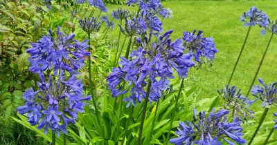 Quick Fix to Keep Agapanthus Blooms Upright in August