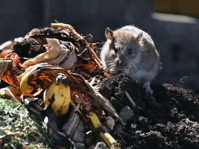 Rats will 'run out of your garden' when they smell natural repellent