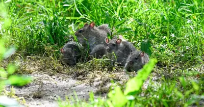 Rats will 'stay far away' if you plant these 3 herbs in your garden