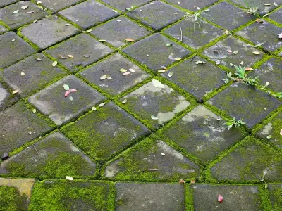 Remove patio moss and algae with 59p baking soda trick