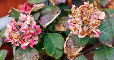 Revive drooping hydrangeas with one simple task now