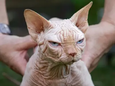 Rise of 'Frankenstein' designer cats causing lifelong suffering, warn experts