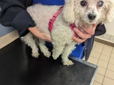 Rochdale woman banned from keeping animals after dog suffers