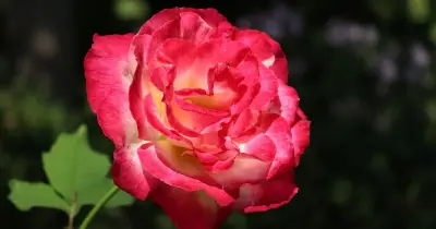 Roses never weaken in summer if you do 1 simple 5-second task now