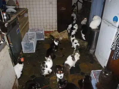 RSPCA rescues more cats than dogs for first time ever