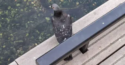 RSPCA reveals 7 reasons pigeons deserve more respect