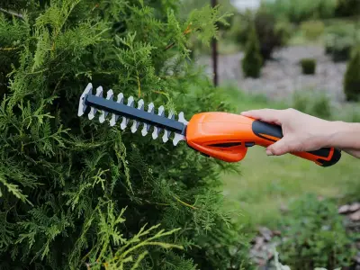 Rules for trimming a neighbour's overhanging hedge explained