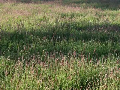Sniper Eyes Brainteaser: Spot the Hidden Cougar in 10 Seconds