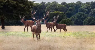Stag shot dead after injuring man at Richmond Park picnic