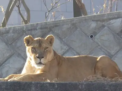Three Lions Die in Tokyo Heatwave; UK Zoos Warned