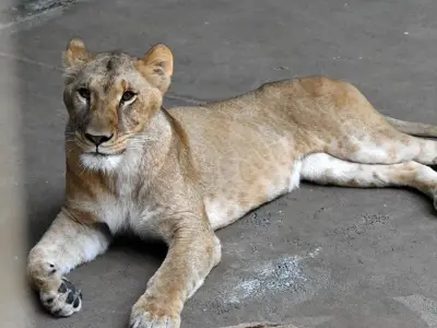 Three lions die of suspected heatstroke at Japanese zoo