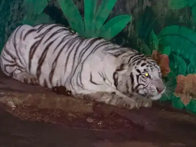 Tiger, lion and panther seized in Mexico cartel raids