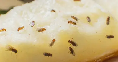 Two common household items that repel fruit flies naturally